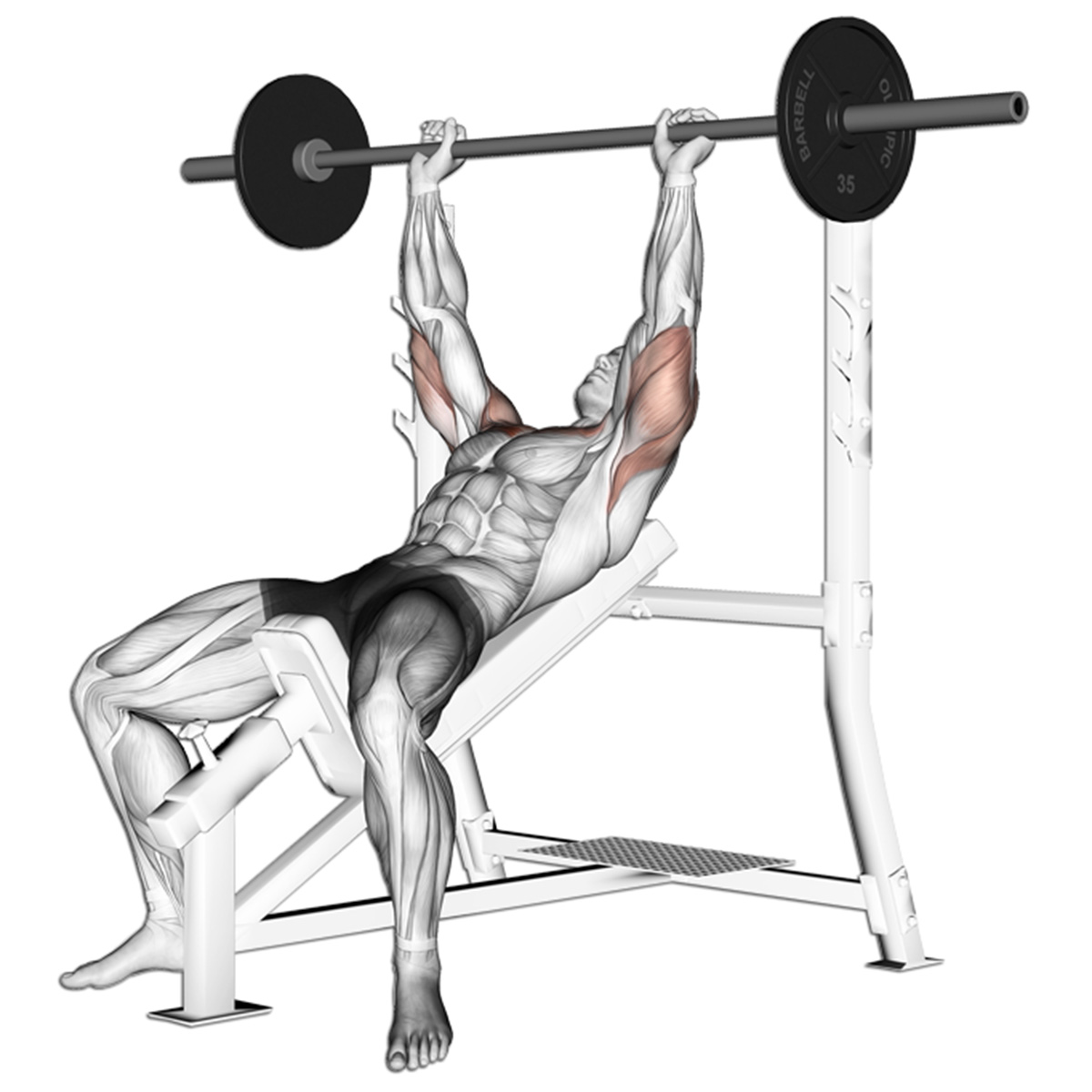 incline bench press
