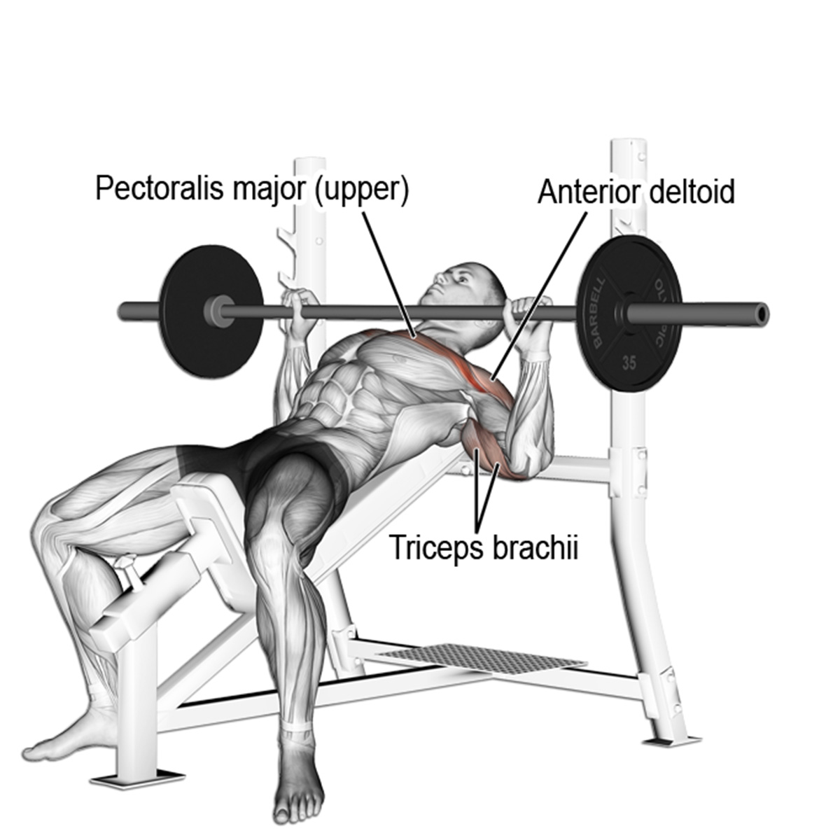 incline bench press demo