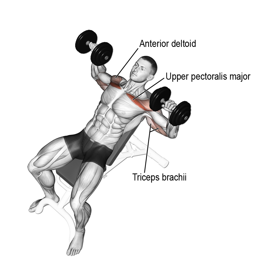 incline dumbbell bench press